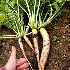 自家栽培の野菜達,たねからの幸せ,アサヒ農園,野菜遺産,野菜遺産プロジェクトの画像