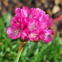 アルメリア,アルメリア,ピンクの花,聖子ちゃんの歌をもう一度♡∗︎*ﾟ,いつまでも友達でいよう♡の画像