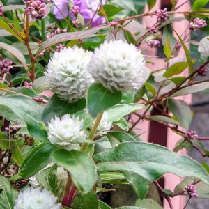 花のある暮らし,小さな庭,玄関アプローチの画像