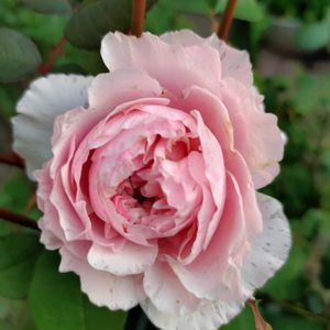 バラ　シェリル,薔薇♪,日向,ばら バラ 薔薇,バラと夢CLUBの画像