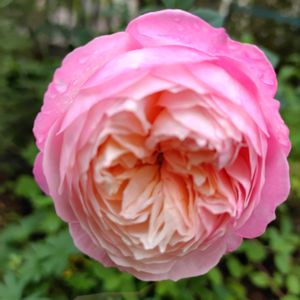 バラ　コンスタンス,薔薇♪,日向,ばら バラ 薔薇,バラと夢CLUBの画像