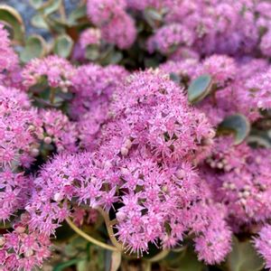 みせばや,花壇,癒される,ピンクの花,癒しのひと時の画像