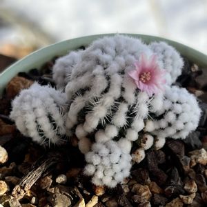 マミラリア　オルーガ,Mammillaria gracilis cv. oruga,マミラリア,多肉大好き,多肉植物とサボテンの画像