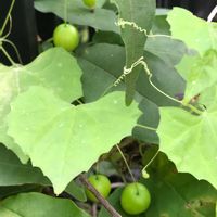 雀瓜,スズメウリ,山野草,植木鉢,花のある暮らしの画像