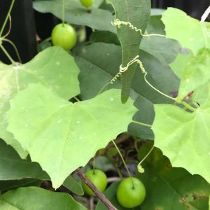 雀瓜,スズメウリ,山野草,植木鉢,花のある暮らしの画像