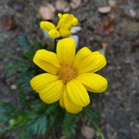 ユリオプスデージー,花のある暮らし,黄色の花,おうち園芸,愛の花♡の画像