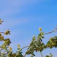 ロータス ブリムストーン,青空,北海道,黄色の花,札幌の画像