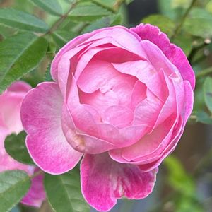 ミニ薔薇　ファザーズディ,薔薇　マザーズディ,鉢植え,癒し,ロザリアンの画像