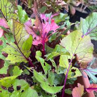 紅菜苔（こうさいたい）,プランター栽培,種蒔きから,アサヒ農園,野菜遺産の画像