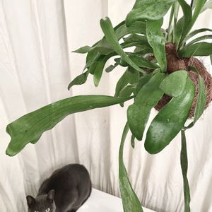 コウモリラン,ビカクシダ,観葉植物,苔玉,ネコ好きの画像