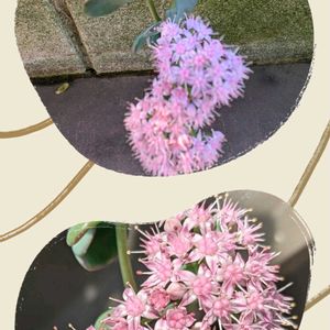 鉢植え,ご近所さん,初めまして,今日のお花❣️,世界の平和を願うの画像