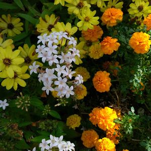 地植え,日当たりの良い場所の画像