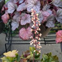 ヒューケラ,花のある暮らし,ヒューケラのお花,小花会,おうち園芸の画像