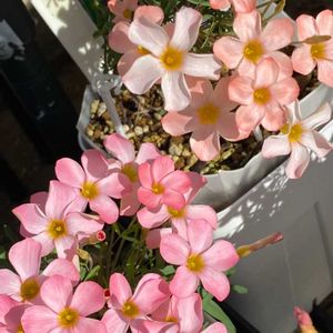 オキザリス,秋咲きオキザリス,秋咲きオキザリス,Oxalis Sakura(× ×),Oxalis Peach kissの画像