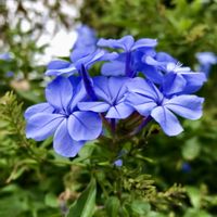 オキシペタラム ブルースター,ルリマツリ(プルンパーゴ),我が家の花壇,優しい気持ち♡,青い花マニアの画像