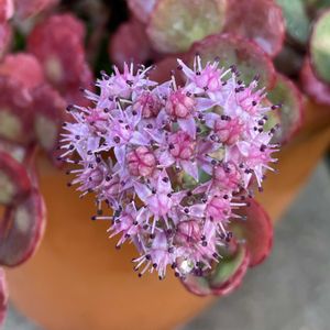 ミセバヤ,花のある暮らし,緑のある暮らし,今日のお花,お庭のお花の画像