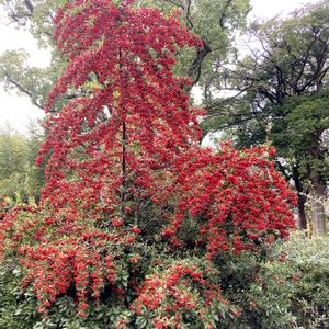 観葉植物,癒し,グリーンのある暮らし,GSのみなさんに感謝♡,小さな幸せ♡の画像