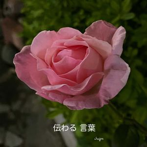 バラ,花のある暮らしの画像