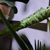 モンステラ,観葉植物,ガーデニング,ボタニカルライフ,お庭の植物の画像