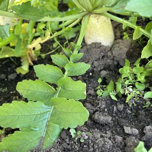 大根,ブロッコリー,冬野菜,市民農園,無農薬有機栽培の画像