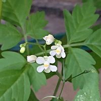 フウセンカズラ,明日はきっと良い日になる,ワクワクの花たち,白い水曜日♡,清楚な白花♡の画像