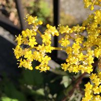 オミナエシ,花言葉,黄色の花,GSの繋がりに感謝♡,川沿いの遊歩道の画像