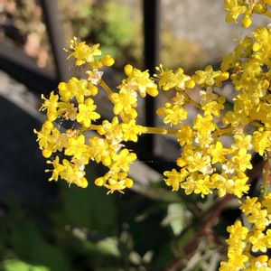 オミナエシ,花言葉,黄色の花,GSの繋がりに感謝♡,川沿いの遊歩道の画像