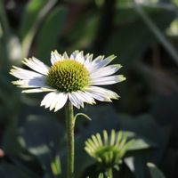 エキナセア,キタテハ（蝶）,白い花,花と蝶,小さな生き物の画像