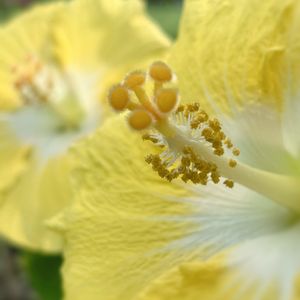 ハイビスカス,花のある暮らし,ハイビスカスの花,感謝カンゲキ雨嵐,Happiness❣️の画像