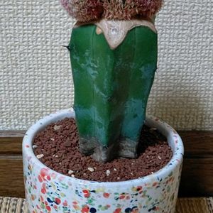 サボテン,紫太陽,紫太陽綴化,紫太陽綴化接ぎ木,多肉植物の画像