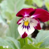 種まき,花のある暮らし,初開花,お花を楽しむ,おうち園芸の画像