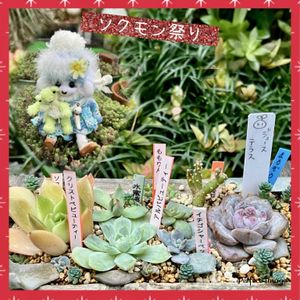 寄せ植え,多肉植物,エケベリア属,いつもありがとう♡,ソクモン祭りの画像