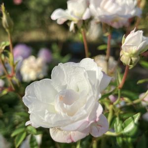 バラ,バラ、薔薇、ばら,薔薇♪,生田緑地ばら苑,みどりのある暮らしの画像