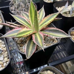 アガベ・五色万代,アガベ ロファンサ,Agave lophantha 'Quadricolor',多肉植物,紅葉する多肉の画像