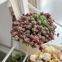 ワテルメイエリー,多肉植物の寄植え,多肉植物の寄植え,パープルヘイズ,多肉植物の画像