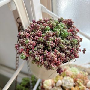 ワテルメイエリー,多肉植物の寄植え,多肉植物の寄植え,パープルヘイズ,多肉植物の画像