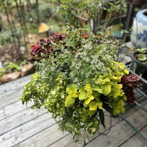 寄せ植え,お気に入り♥,バンキングバスケット,小さな庭の画像