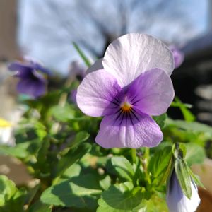 ビオラ,雨ざらし,花いろいろ,おうち園芸,玄関アプローチの画像