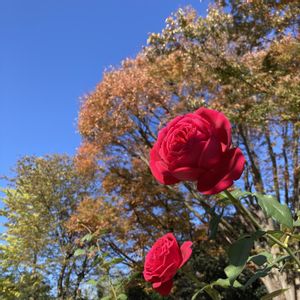 バラ,お散歩,紅葉（こうよう）,綺麗,ウオーキングの画像