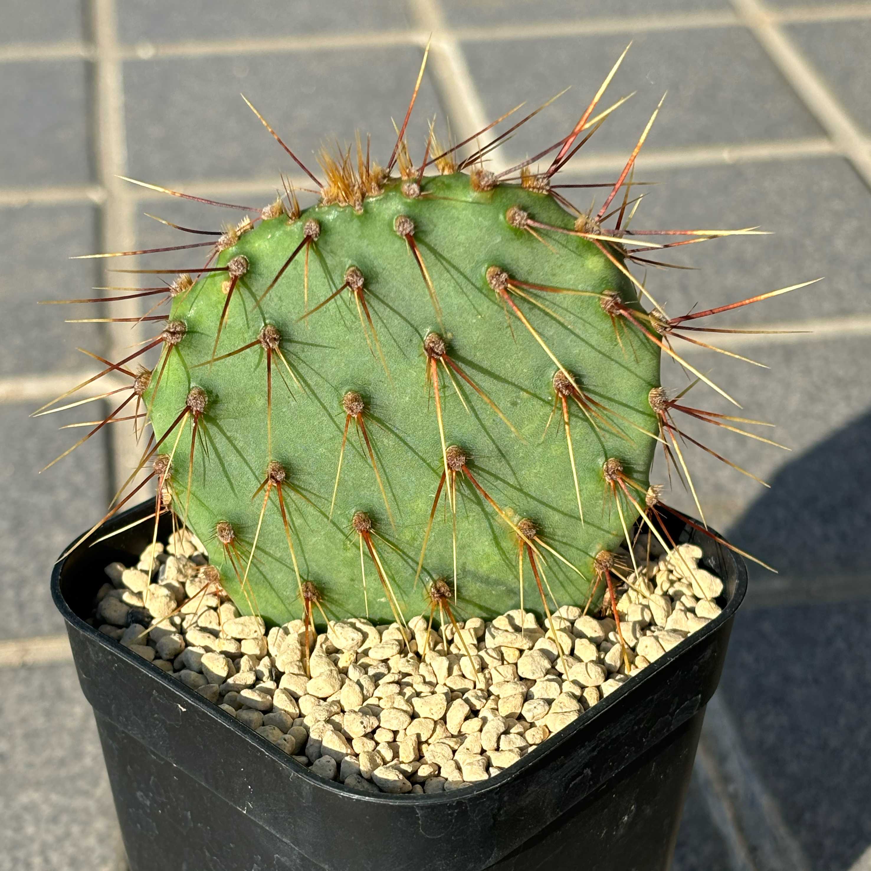※オプンチア　ガラパゴス団扇　変葉　Opuntia galapageia モンスト 限定1枚 オプンチア属（ガラパゴスウチワ）／ガラパゴス諸島のサボテン／ぱんさ