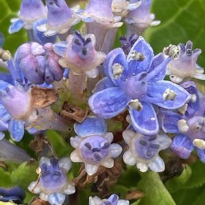 アジサイ,ガクアジサイ,花壇,ガーデニング,山野草の画像