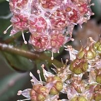 ミセバヤ,多肉植物,花壇,ガーデニング,山野草の画像