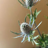 エリンジウム,ブルーの花,花のある暮らし,癒しの空間,花のある生活の画像