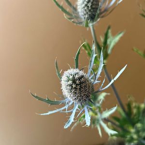 エリンジウム,ブルーの花,花のある暮らし,癒しの空間,花のある生活の画像