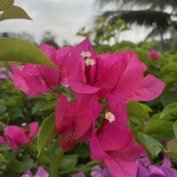 ブーゲンビリア,赤い花,白い花,ピンク色の花,南国の花の画像