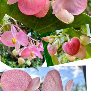 木立性 ベゴニア,鉢植え,ピンク色の花,シュウカイドウ科,木立ベゴニア・ハナガスミの画像