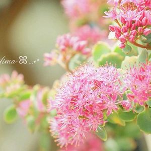 ミセバヤ,多肉植物,ガーデニング,ピンクの花,かわいいな♡の画像