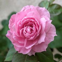 バラ・ミニバラ,ばら バラ 薔薇,水曜ローズショー,花のあるくらし,おうち園芸の画像