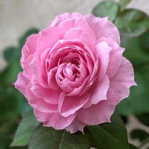 バラ・ミニバラ,ばら バラ 薔薇,水曜ローズショー,花のあるくらし,おうち園芸の画像