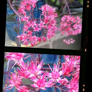 ミセバヤ,カラスバミセバヤ,ヒダカミセバヤ,多肉植物,鉢植えの画像